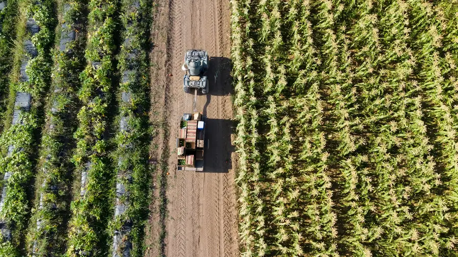 A tractor working between crop rows